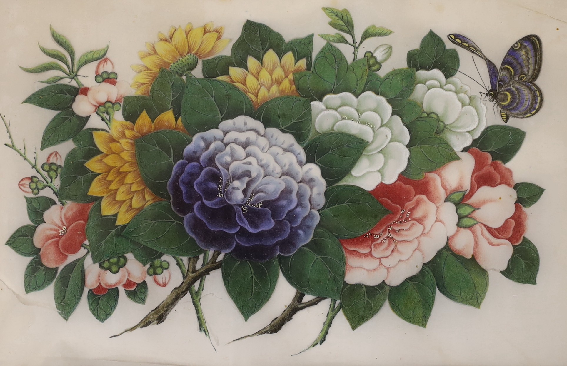 19th Century Chinese School, pair of gouaches on pith paper, studies of butterflies, 19.5 x 30